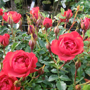 Красная - Почвопокровная роза 